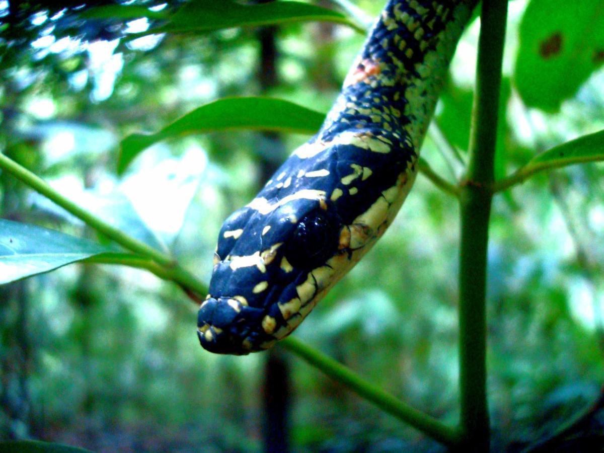 Rainforest River Bay Deniyaya Esterno foto